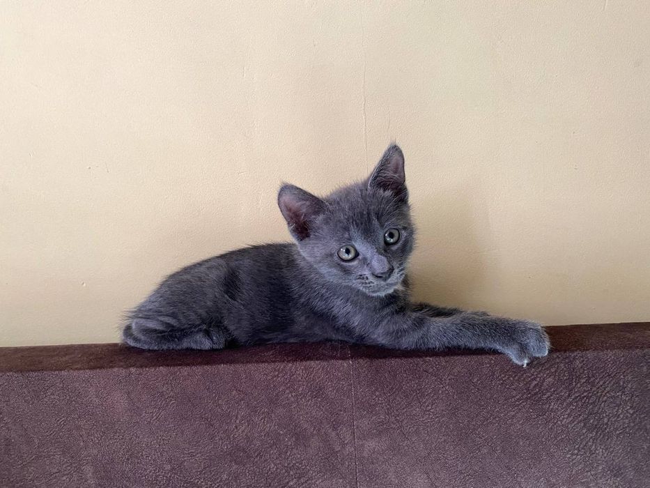 Котенок (котик) бесплатно в добрые руки