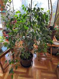 fikus benjamiński figowiec ficus benjamina duży 120 cm