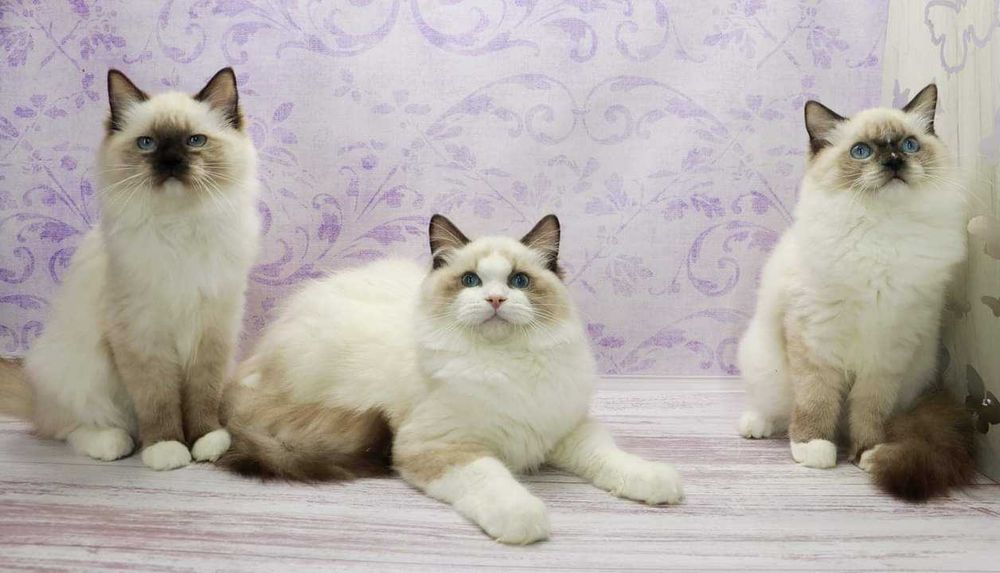 Файні, чемні, охайні, ласкаві кошенята породи Ragdoll