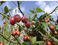 Tamarilho/ tomate de arvore