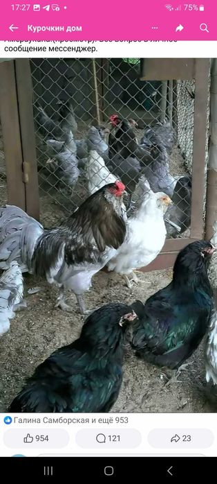 Инкубационное яйцо Амераукана.