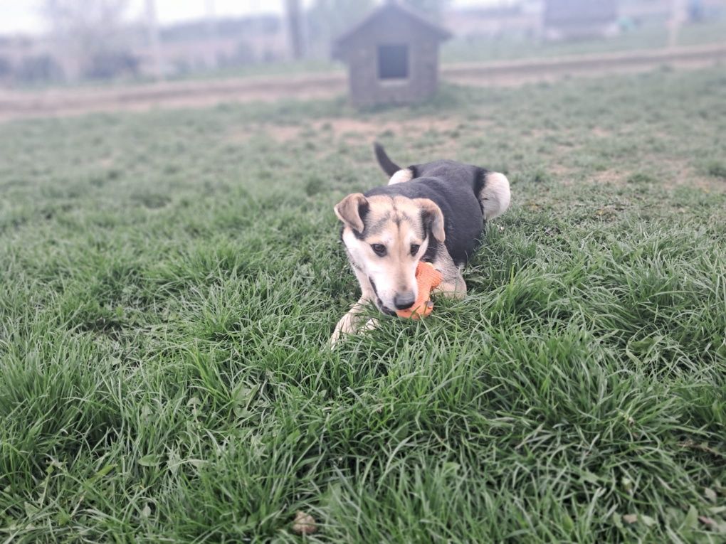 Piękny Irys poleca się do adopcji!