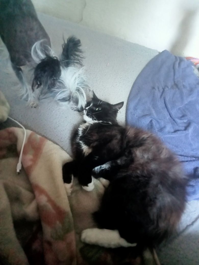 Котики воркотики