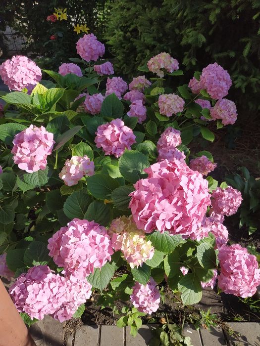 Гортензія Вічне літо