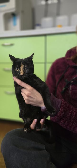 Mia Koteczka w schronisku czeka na ratunek