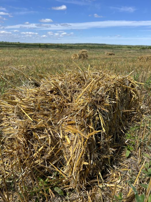 Тюки соломи з з пшениці та овса