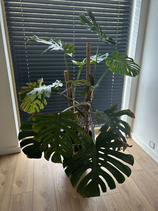 Kwiat Monstera Deltoides