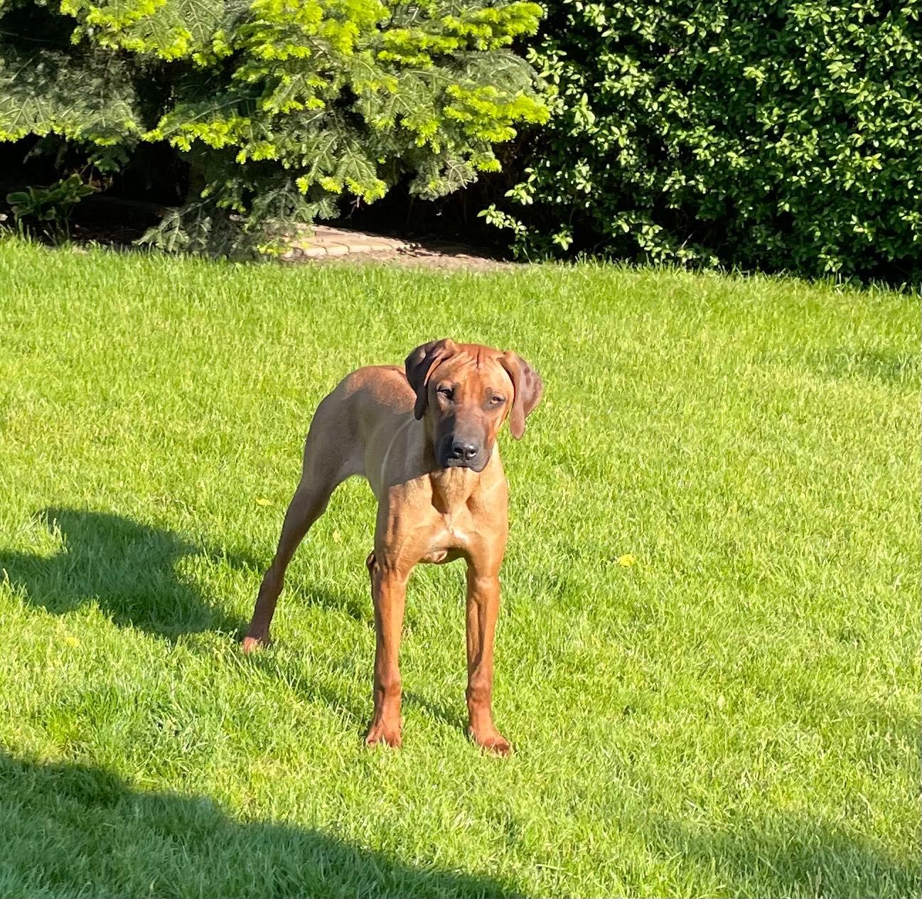 Rhodesian Ridgeback LIKWIDACJA HODOWLI HURYS wybitnie wystawowa suczka