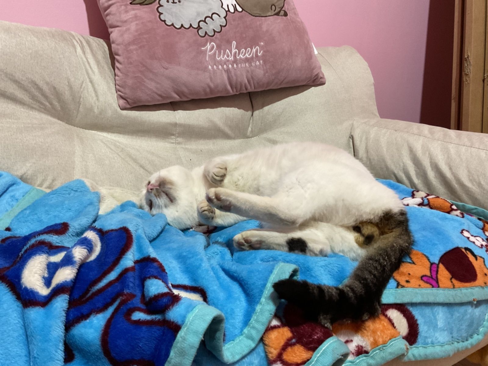 Bezdomny kot kocur Bieluch szuka domu do adopcji