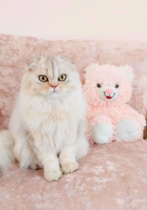 Ооочень ласковый котёночек Милашка
