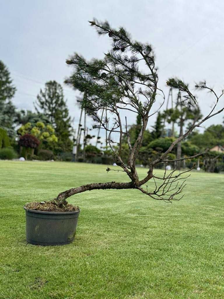 drzewko Bonsai cyprysik, sosna czarna,cis, jałowiec, laurowiśnia,jodła