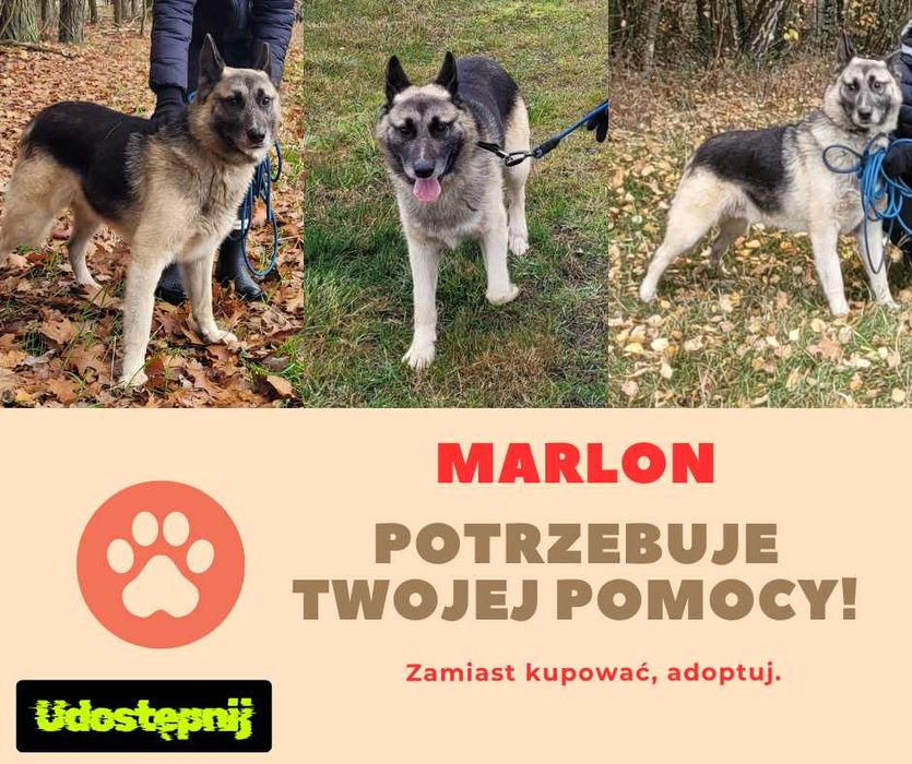 MARLON potrzebuje Twojej pomocy