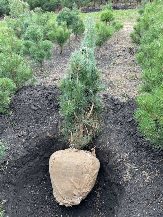Сосна крымская с комом (4-5 метров)
