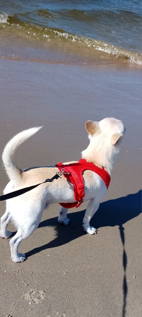 Krycie chihuahua