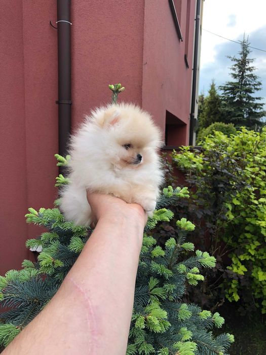 Szpic miniaturowy pomeranian śliczny mini samczyk typ misia BOO