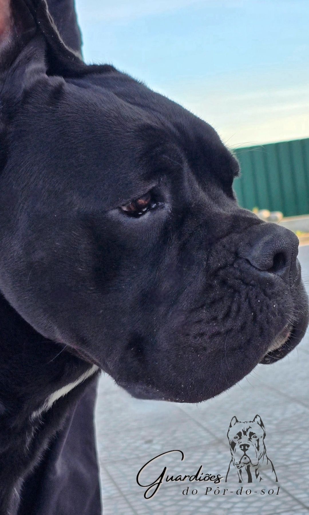 Cane Corso Italiano