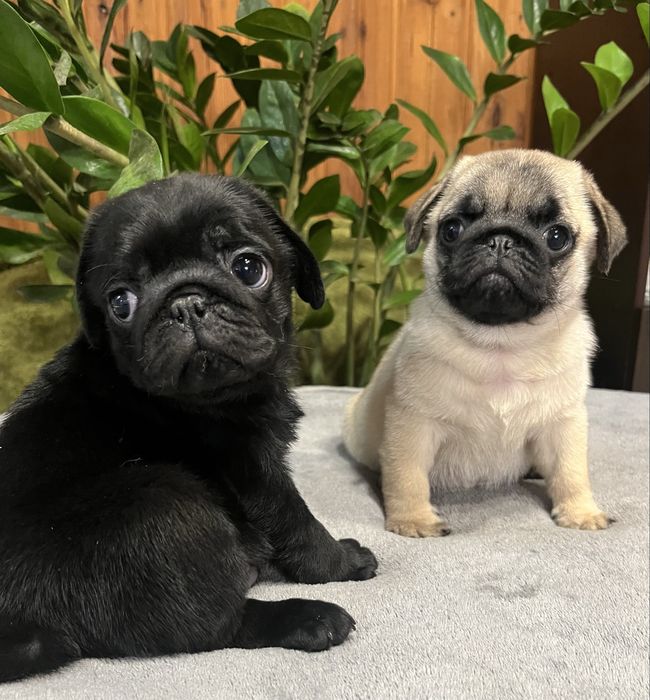 Мопсики на різний смак.