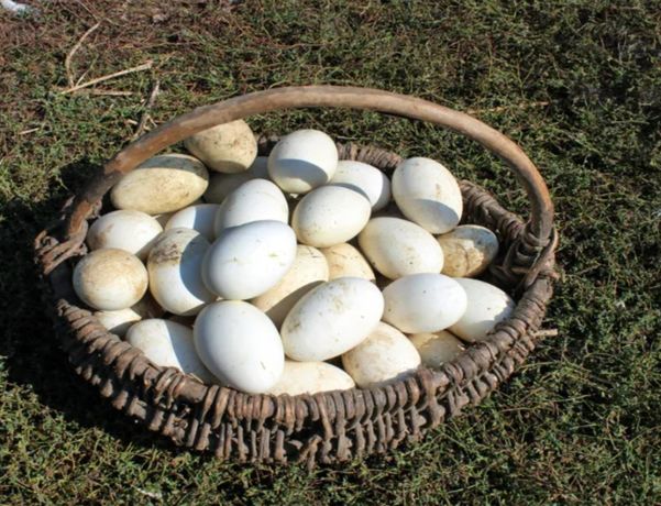Продам гусиные  инкубационные яйца