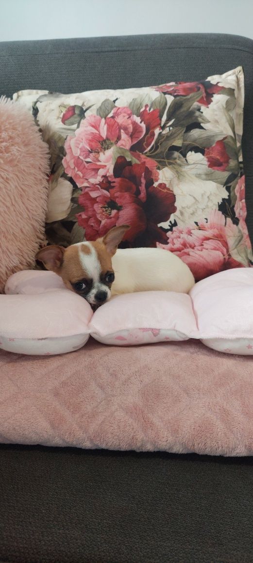 ZAREZERWOWANY !!! Mini maluszek Chihuahua