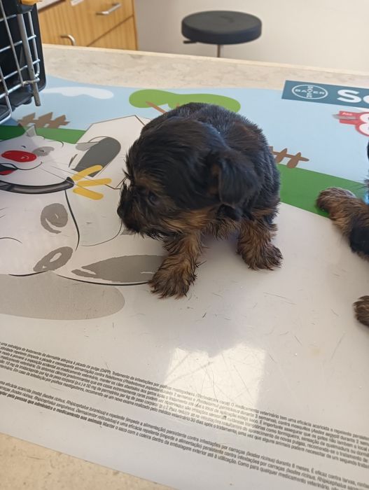 Min Yorkshire Terrier