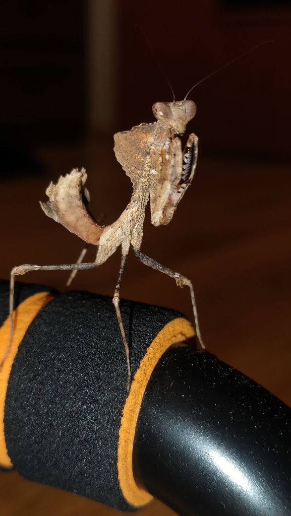 Modliszka Deroplatys desiccata