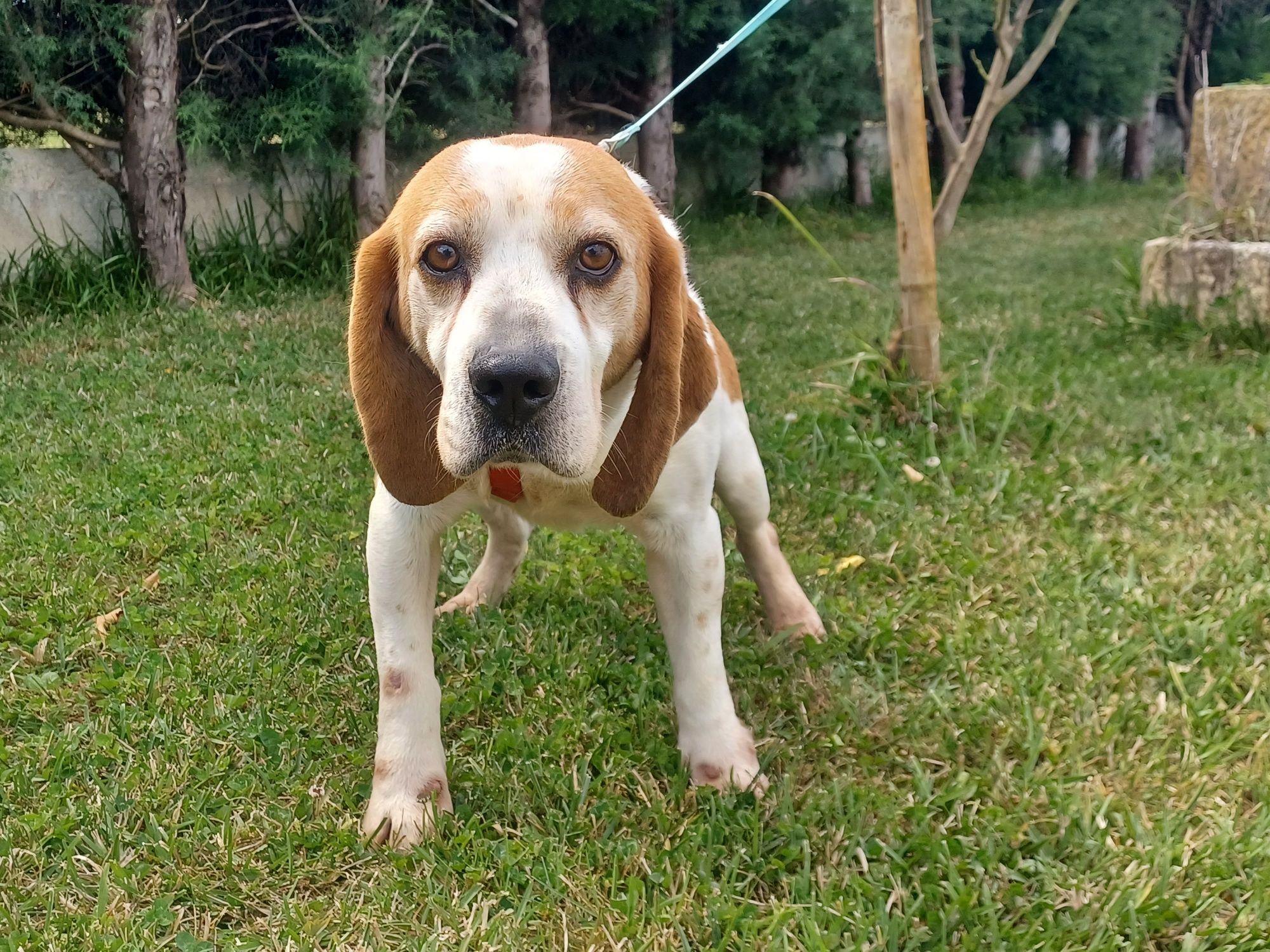 Cão com cerca de 6/7 anos de raça beagle para adoção responsável