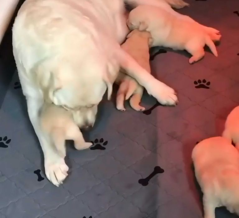 Szczeniak Labradora biszkopcik do domku