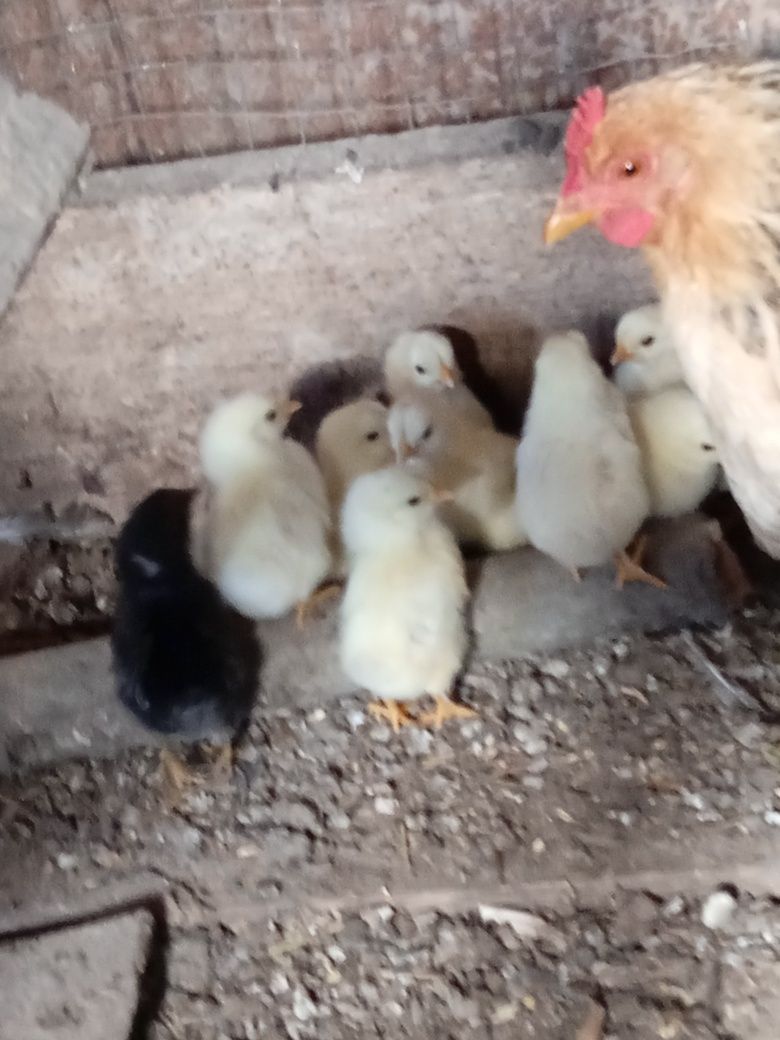Продається квочка з десятьма курчатами