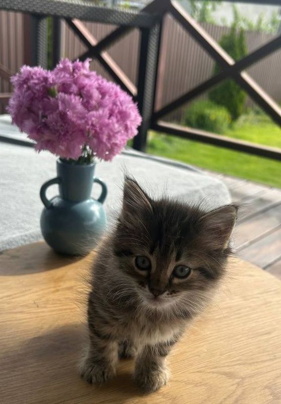 Котёнок пушистый в добрые руки. Одесса