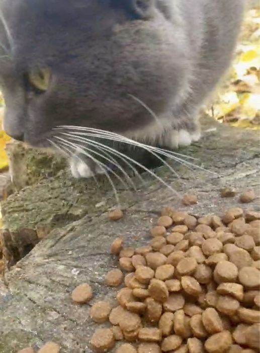 ТЕРМІНОВО! Потрібен дім або перетримка