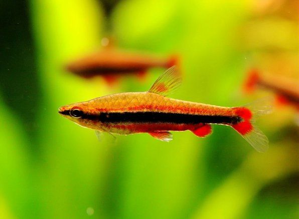 Нанорибки для невеликого акваріуму