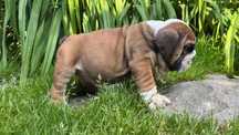 Buldog Angielski piesek po G.Ch,Ch.PL ZKWP/FCI