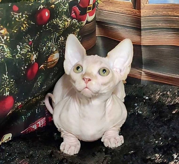 Коротколапий хлопчик Лео порода Бамбіно