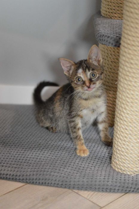 Бідна Селена, кошенятко 2,5 місяці