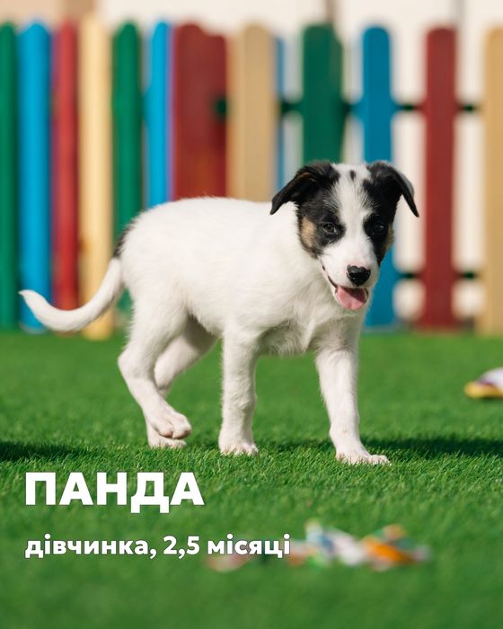 Отдам щенка бесплатно в добрые руки