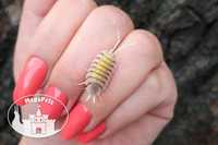 Porcellio bolivari Yellow Ghost Izopody Prosionki Wije Ślimaki Mrówki