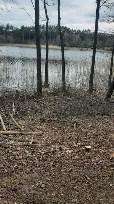 Las nad jeziorem Borzechowskim Małym