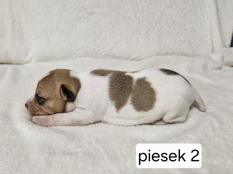 Piesek Jack Russell Terrier