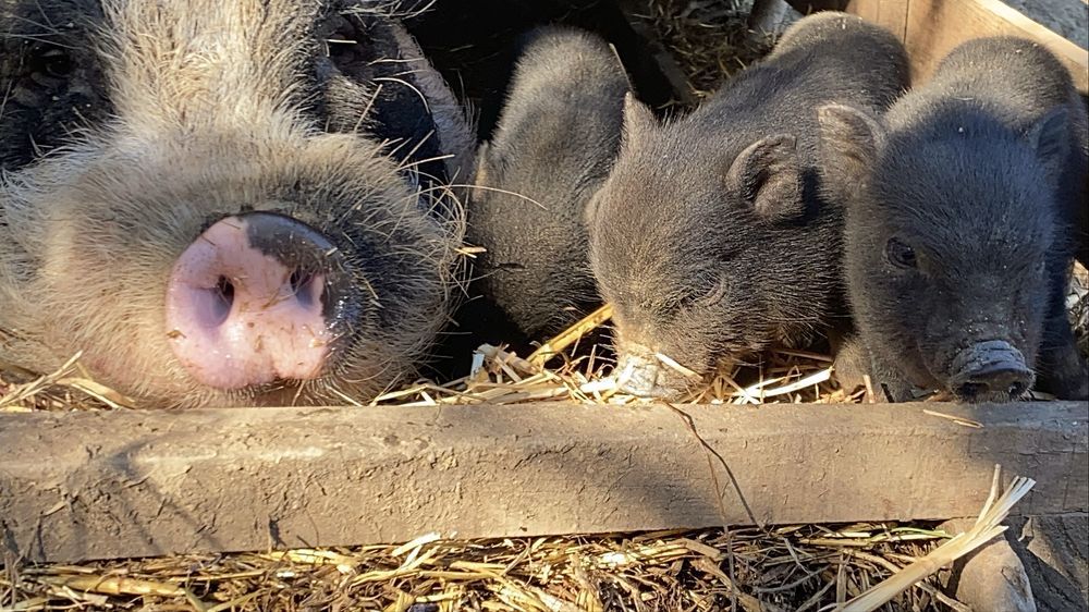 Mini-Porcos Pretos e Malhados (Aceitamos troca por galinhas!)
