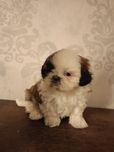 Shih tzu suczka z rodowodem REZERWACJA