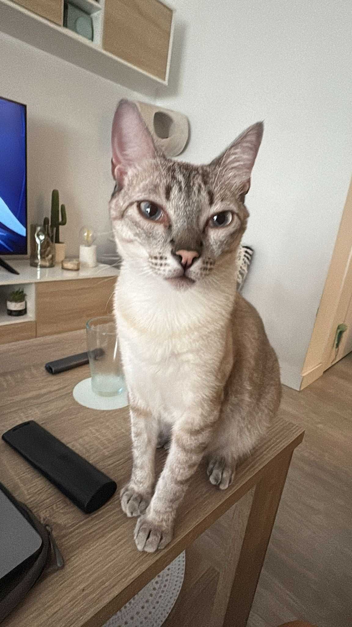 Dá-se gato com 1 ano