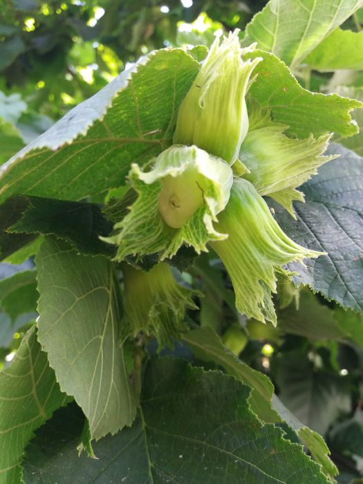 Фундук. Двух-трёх летние.