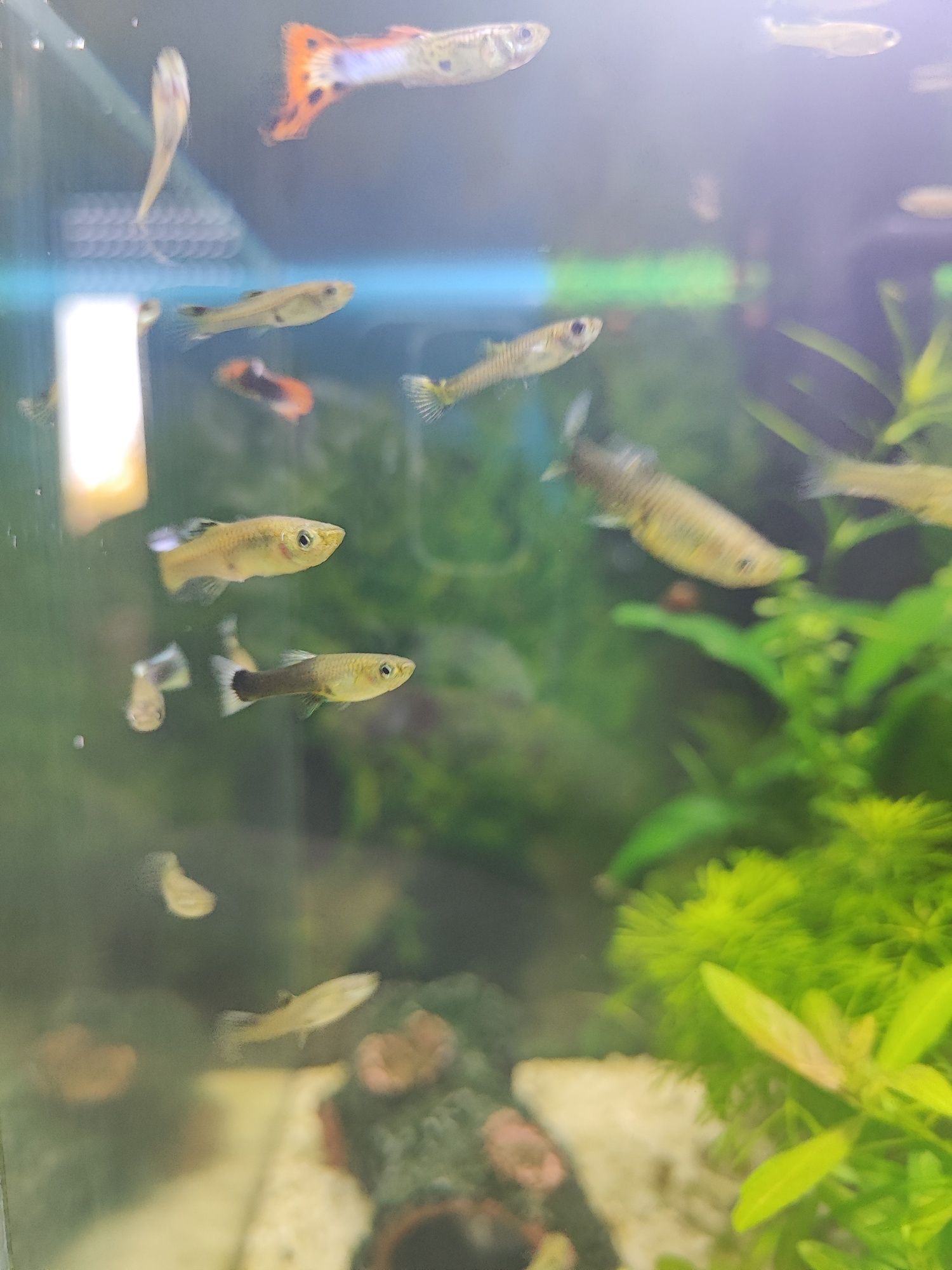 Guppy's  Sortidos