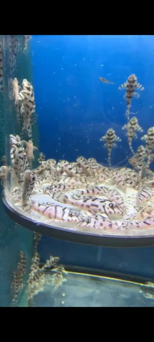 Hypancistrus L236SW - RARO