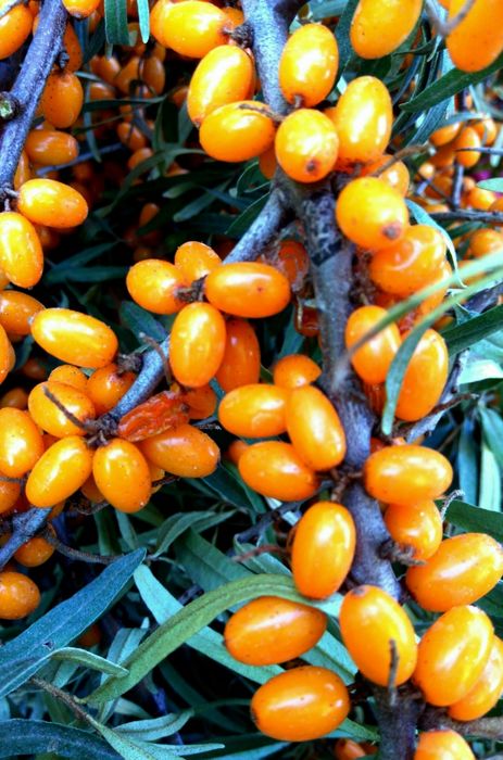 Облепиха " Августина" саженцы крупная