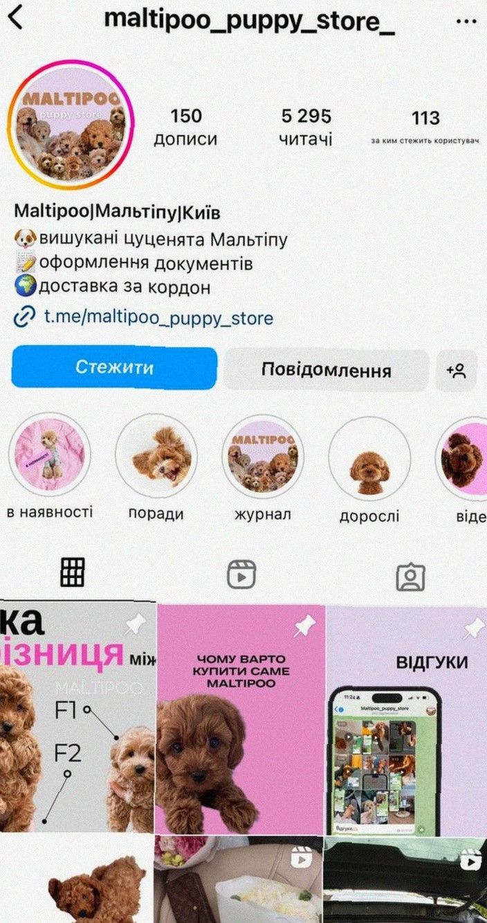 Рідкісний окрас – собака мальтіпу • З родоводом