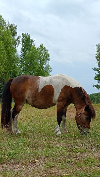 Sprzedam klacz kucyka