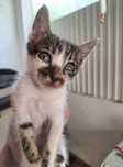 Molhinhos de gatinhos