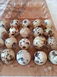 Інкубаційне перепилине яйце породи Фенікс