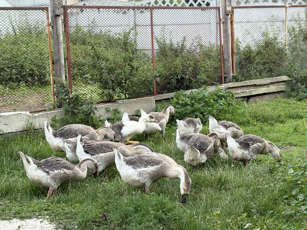 Sprzedam Młode gęsi